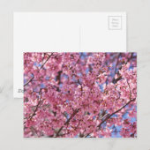 Sakura Pink Cherry Blossom Sky Postkarte (Vorne/Hinten)