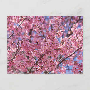 Sakura Pink Cherry Blossom Sky Postkarte