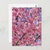 Sakura Pink Cherry Blossom Sky Postkarte (Vorne/Hinten)