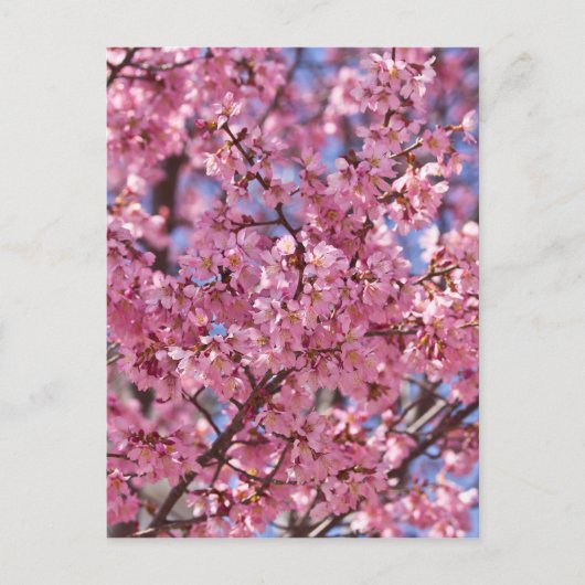 Sakura Pink Cherry Blossom Sky Postkarte (Vorderseite)