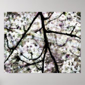 Sakura Poster (Vorne)