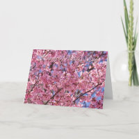Sakura Rosa Kirschblüten-Himmel Poster