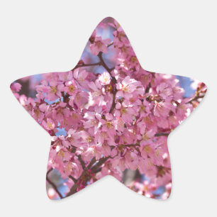 Sakura Rosa Kirschblütenhimmel Stern-Aufkleber