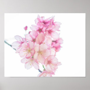 Sakura Rosa und Weiße Kirsche Blüten Blüten Poster