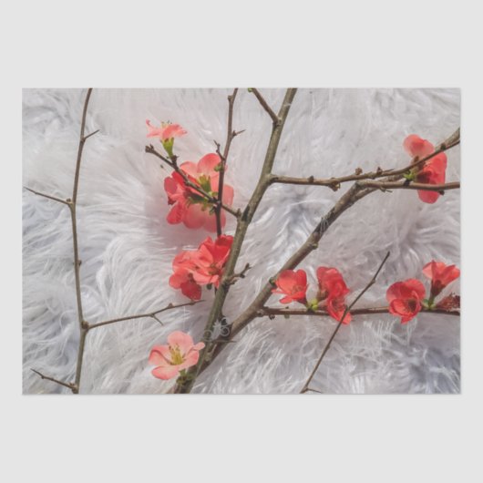 Sakura Seidenpapier (Vorderseite)