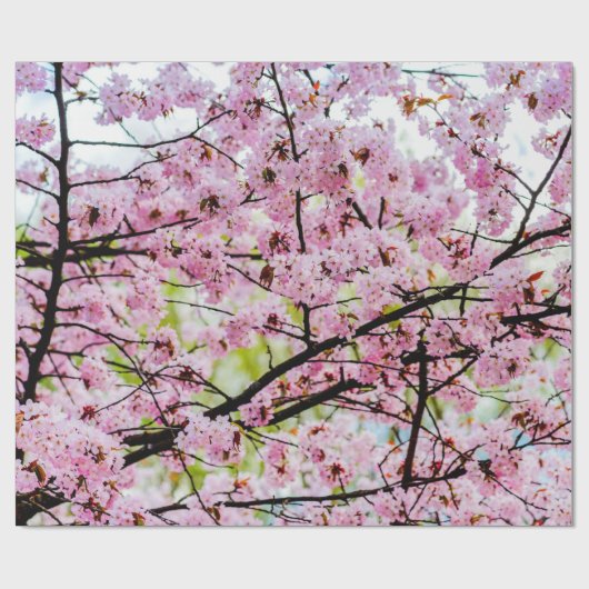 Sakura Tree in voller rosa Blüte im Frühling Geschenkpapier (Flach)