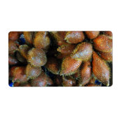 Salak [Schlangenfrucht] (Vorne)