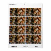 Salak [Schlangenfrucht] (Vorne)