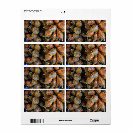 Salak [Schlangenfrucht] (Vorne)