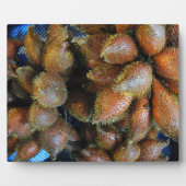 Salak [Schlangenfrucht] Fotoplatte (Vorderseite)