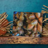Salak [Schlangenfrucht] Fotoplatte (Seite)
