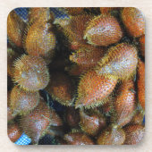 Salak [Schlangenfrucht] Getränkeuntersetzer (Vorderseite)