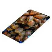 Salak [Schlangenfrucht] Magnet (Linke Seite)