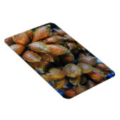 Salak [Schlangenfrucht] Magnet (Rechte Seite)