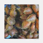 Salak [Schlangenfrucht] Magnet (Vorne)