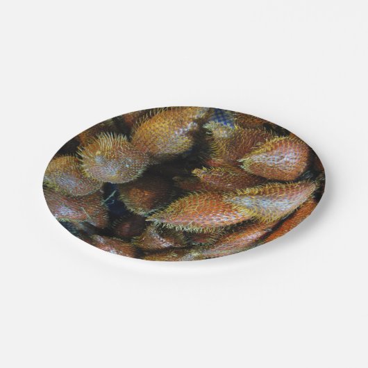 Salak [Schlangenfrucht] Pappteller (Schrägansicht)