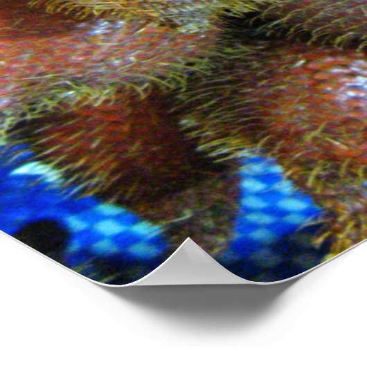 Salak [Schlangenfrucht] Poster (Ecke)