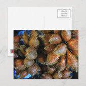 Salak [Schlangenfrucht] Postkarte (Vorne/Hinten)