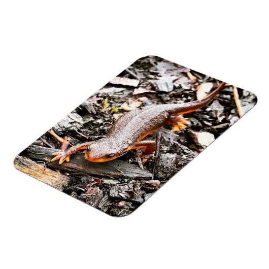 Salamander im Wald Magnet (Linke Seite)