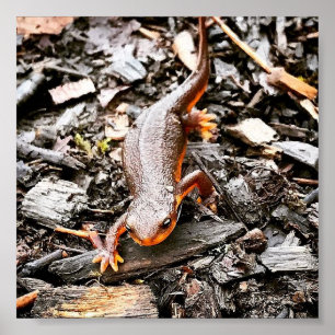 Salamander im Wald, Oregon Poster