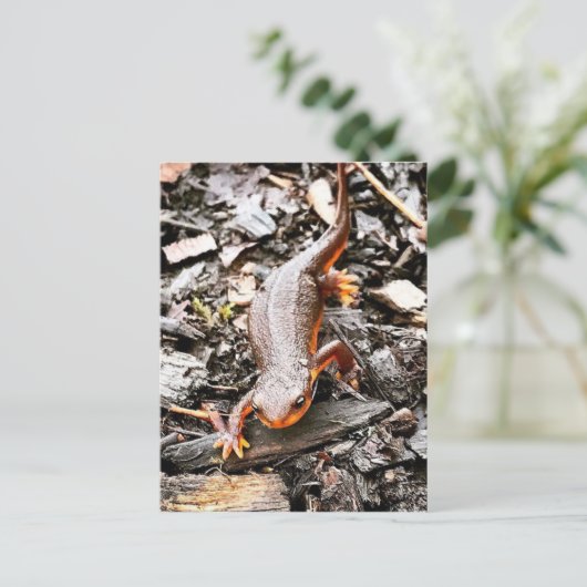Salamander im Wald Postkarte (Stehend Vorderseite)