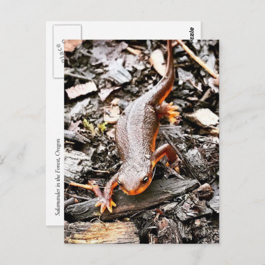 Salamander im Wald Postkarte (Vorne/Hinten)