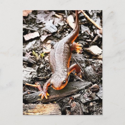 Salamander im Wald Postkarte (Vorderseite)