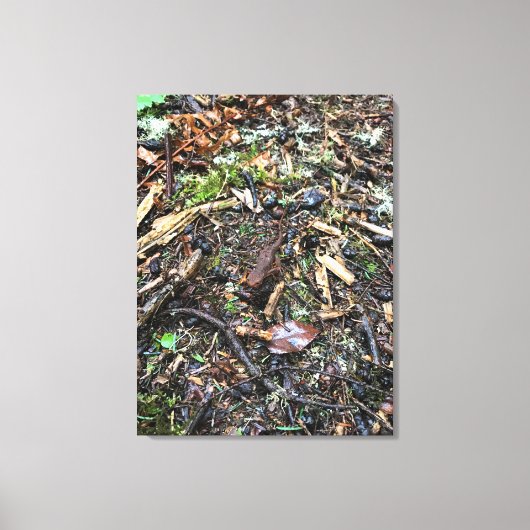 Salamander im Wald, Washington Leinwanddruck (Vorderseite)