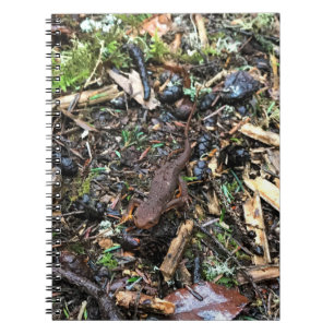 Salamander im Wald, Washington Notizblock