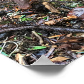 Salamander im Wald, Washington Poster (Ecke)