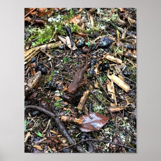 Salamander im Wald, Washington Poster (Vorne)