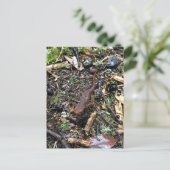Salamander im Wald, Washington Postkarte (Stehend Vorderseite)