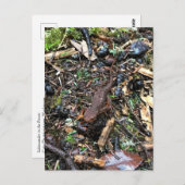 Salamander im Wald, Washington Postkarte (Vorne/Hinten)