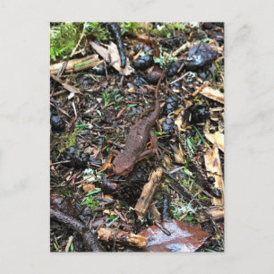 Salamander im Wald, Washington Postkarte
