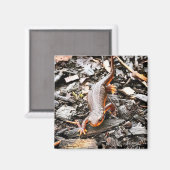 Salamander in the Forest, Oregon Magnet (Vorderseite/Rückseite)