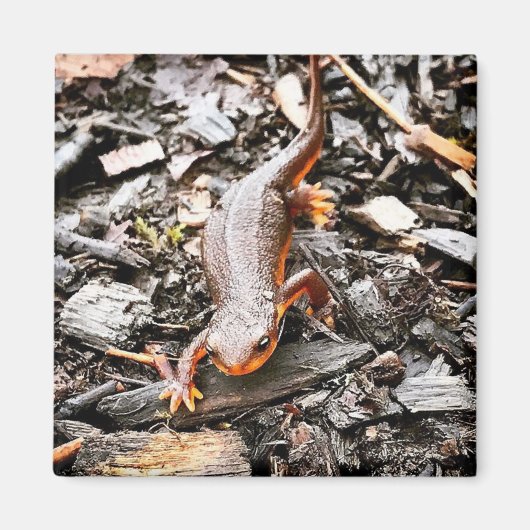 Salamander in the Forest, Oregon Magnet (Vorne)