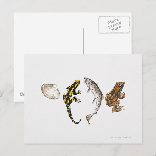 Salamander, Lachs Postkarte (Vorne/Hinten)