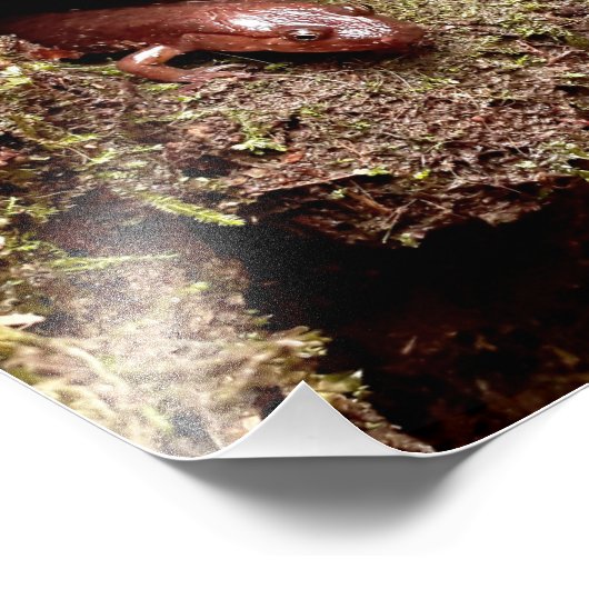 Salamander-Loch Fotodruck (Ecke)