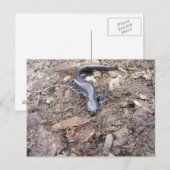 Salamander Post Card Postkarte (Vorne/Hinten)