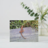 Salamander Postkarte (Stehend Vorderseite)