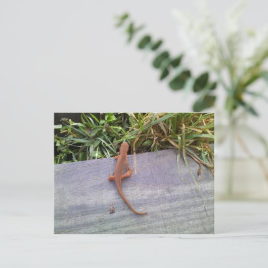 Salamander Postkarte (Stehend Vorderseite)