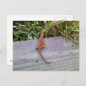 Salamander Postkarte (Vorne/Hinten)