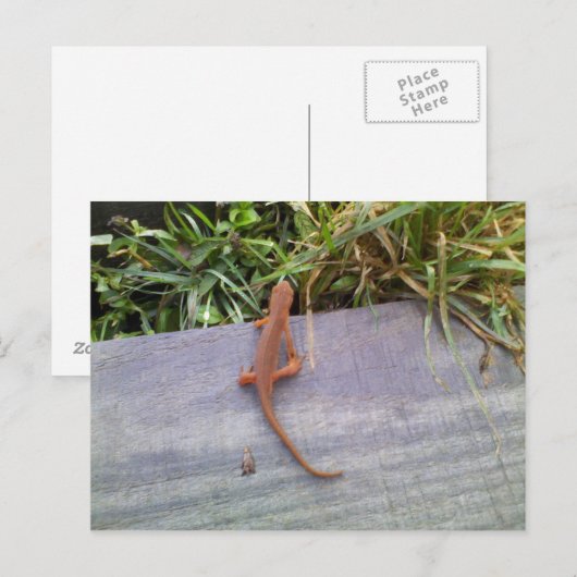 Salamander Postkarte (Vorne/Hinten)