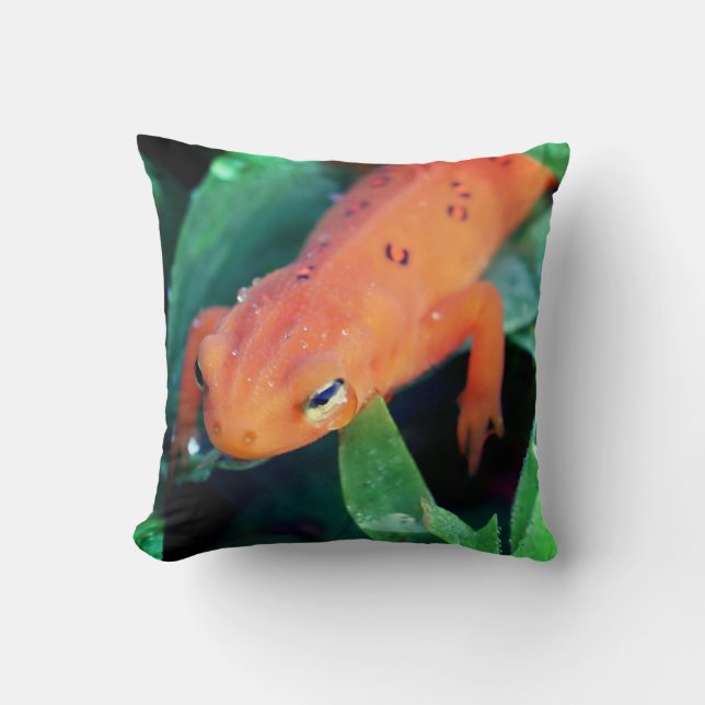 Salamander Raindrop, rot, am Auge Kissen (Vorderseite)