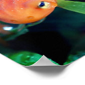 Salamander Raindrop, rot, am Auge Poster (Ecke)