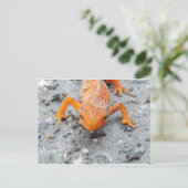 Salamander Up Close Postcard Postkarte (Stehend Vorderseite)
