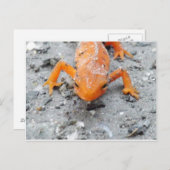 Salamander Up Close Postcard Postkarte (Vorne/Hinten)