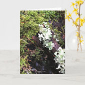 Salamander versteckt sich unter Log, Washington Karte (Gelbe Blume)