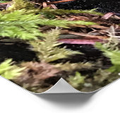 Salamander versteckt sich unter Log, Washington Poster (Ecke)