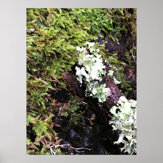 Salamander versteckt sich unter Log, Washington Poster (Vorne)